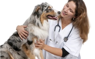 Vancouver Animal Emergency and Referral Centre