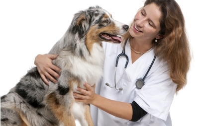 Vancouver Animal Emergency and Referral Centre